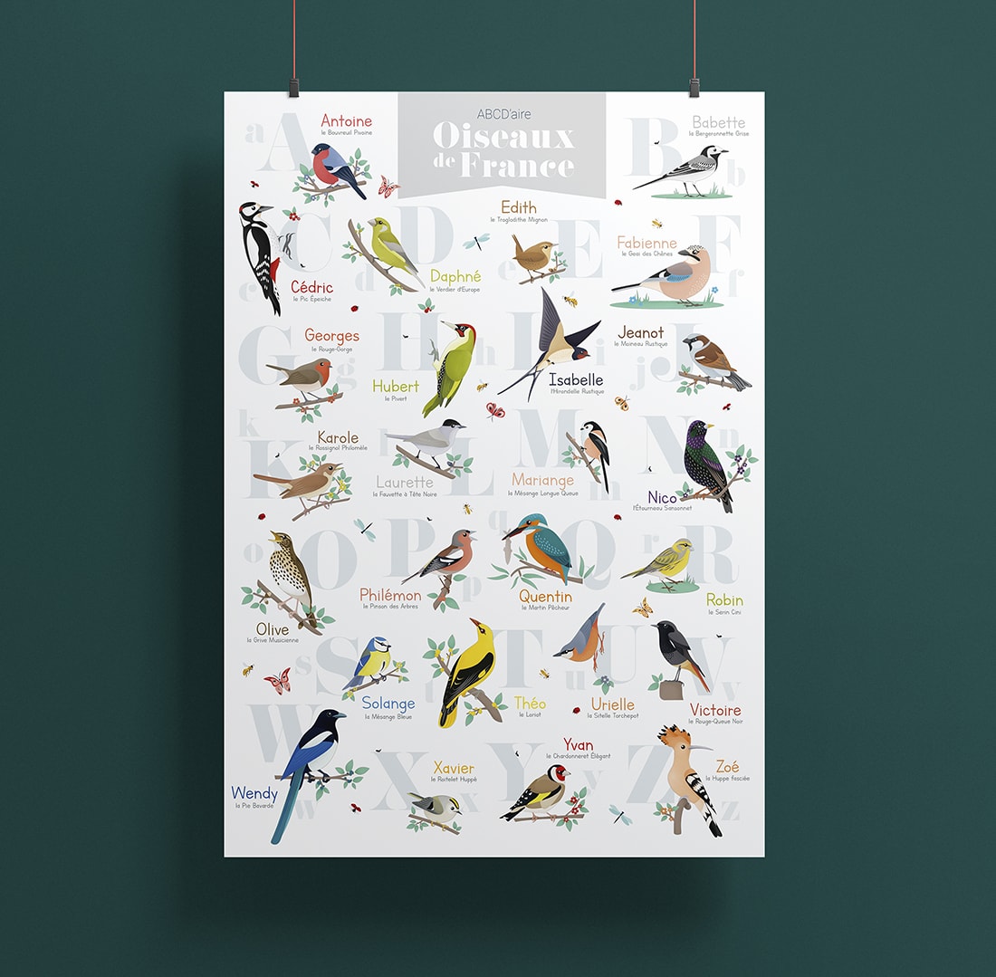 Illustration et création d’un poster sur les différents oiseaux de France