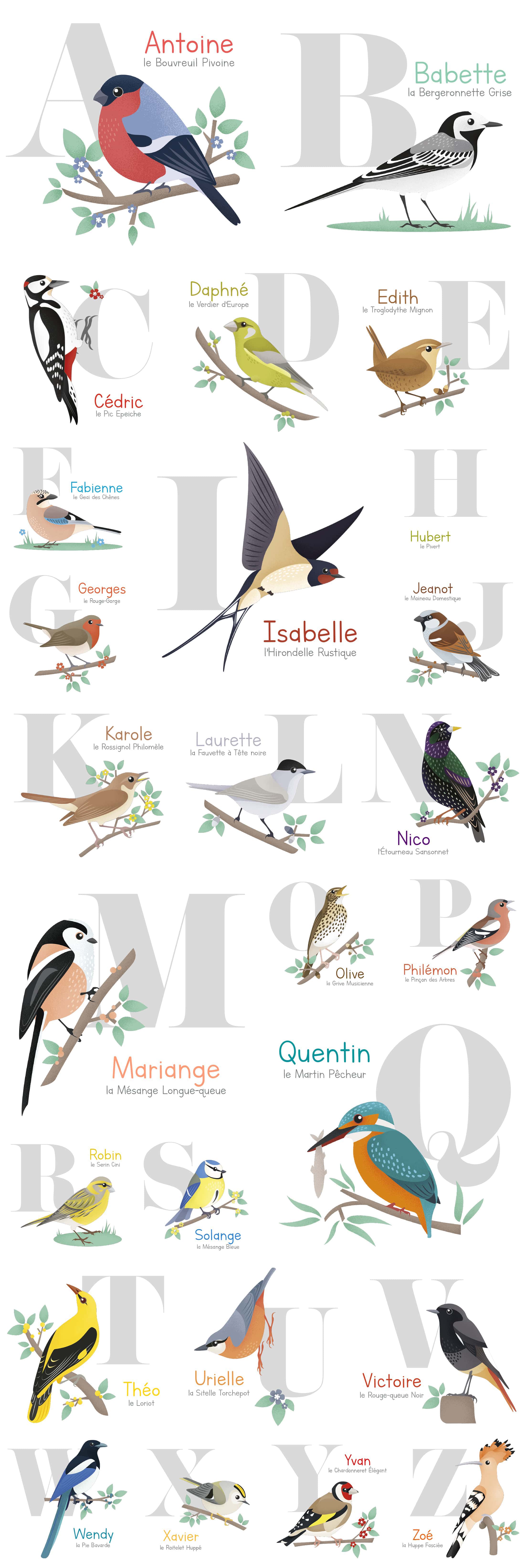 Détails de chaque illustrations d’oiseaux