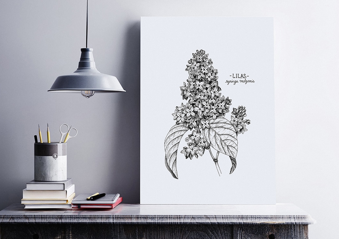 Illustration botanique par une Freelance lyonnaise