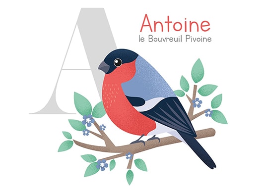 Création des illustrations pour un ABCDaire sur le thème des oiseaux de France